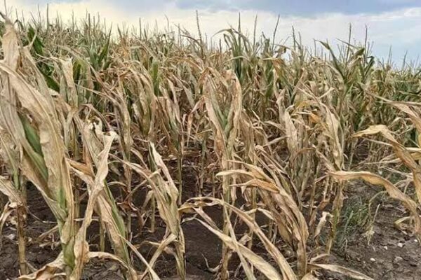 Dezastru agricol în sudul țării: „Nu se mai poate face nimic”