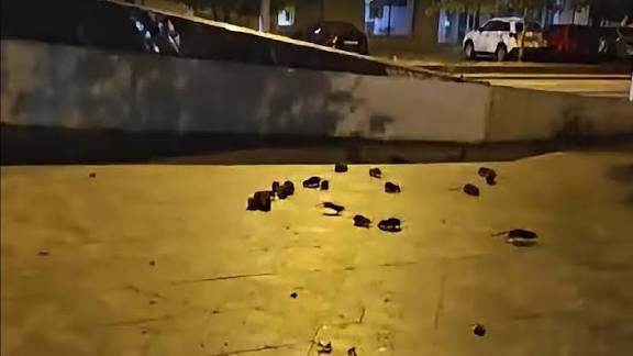 Ciucu spune că șobolanii din București au ieșit la suprafață după igienizarea unui teren