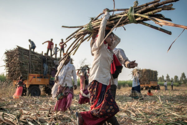 Datorii și histerectomii: presiunea muncii pentru femeile de pe plantațiile din India